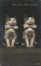 Dressed for Sunday - two cats in bowties Postcard