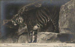 Malay Tiger, "Princeton." New York Zoological Park Postcard