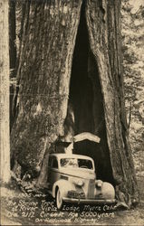 The Shrine Tree at River Vista Lodge - Myers, Calif Meyers Flat, CA Postcard Postcard Postcard