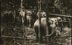 Elephants Postcard