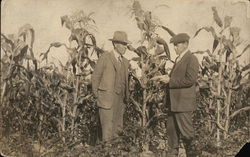 Men in a Cornfield Clarion, MI Postcard Postcard Postcard