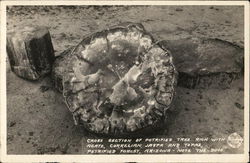 Cross Section of Petrified Tree Postcard