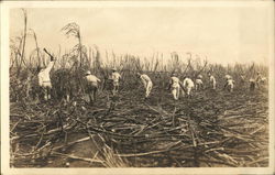 Harvesting Cane Postcard