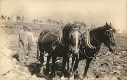 Plowing a Field with Horses Farming Postcard Postcard Postcard