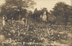 Cotton Pcking Time Southern Pines, NC Black Americana Postcard Postcard Postcard