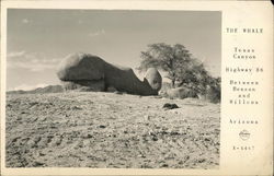 The Whale - Texas Canyon Benson, AZ Postcard Postcard Postcard