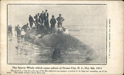 The Sperm Whale Which Came Ashore Ocean City, NJ Postcard Postcard Postcard