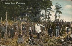 Sugar Cane Plantation Postcard