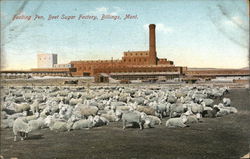 Feeding Pen, Beet Sugar Factory Billings, MT Postcard Postcard Postcard