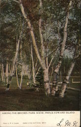 Among the Birches, Park Scene Prince Edward Island Canada Postcard Postcard Postcard