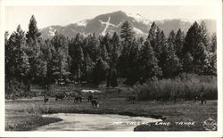 Cattle Grazing Beneath Mt. Tallac Postcard