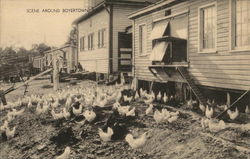 Scene Around Boyertown, PA of Chickens and Houses Pennsylvania Postcard Postcard Postcard