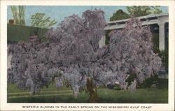 Wisteria Tree in Bloom Mississippi Postcard Postcard Postcard