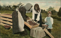 Sorting Cranberries Postcard