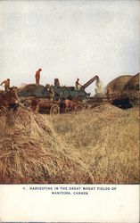 Harvesting In The Great Wheat Fields of Manitoba, Canada Farming Postcard Postcard Postcard