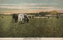 Alfafa Pasture Postcard