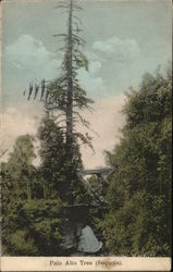 Palo Alto Tree (Sequoia) Postcard