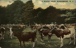 Cows, a Scene near Marksboro Postcard