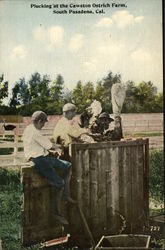 Plucking at the Cawston Ostrich Farm Postcard