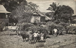 Sugar Cane awaiting Transport to the factory. Caroni, Trinidad. B.W.J. Postcard