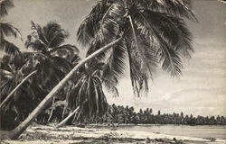 Palm-Fringed Bech Trinidad Caribbean Islands Postcard Postcard