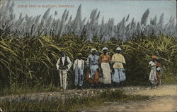 Sugar Cane in Blossom Barbados Caribbean Islands Postcard Postcard