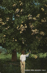 Mango Tree bearing Fruit Jamaica Postcard Postcard