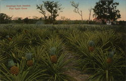 Pineapple Grove Postcard