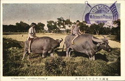 A native children and buffalo. Formosa Taiwan China Postcard Postcard