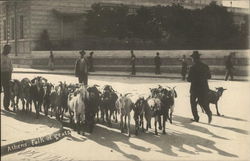 Athens. Folk of Goats Greece Greece, Turkey, Balkan States Postcard Postcard