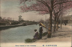 Cherry blossom in canal Yokohama Postcard