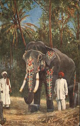 H.H. The MAhrajah of Mysores Elephant Postcard