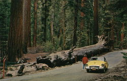 Yosemite National Park - The Fallen Monarch Postcard Postcard Postcard