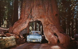 Yosemite National Park - "Wawona Drive-Through Tree" California Postcard Postcard Postcard