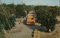 Harvesting Scene in Florida's Orange Groves Postcard Postcard Postcard