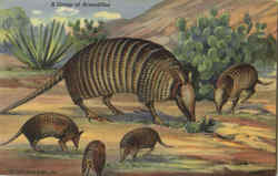 A Group Of Armadillos Postcard Postcard