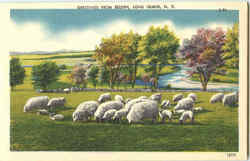 Greetings From Selden Postcard