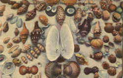 Tropicla Florida Seashells Postcard