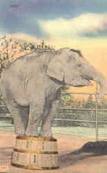 Elephant Judy Postcard