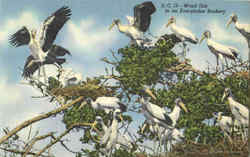 Wood Ibis In An Everglades Rookery Postcard