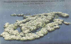 Thousands Of Egrets Decorate This Mangrove Island Postcard