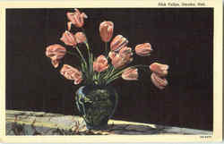 Pink Tulips Postcard