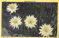 Night Blooming Cereus Flowers Postcard Postcard