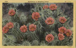 Strawberry Or Hedgehog Cactus Cactus & Desert Plants Postcard Postcard