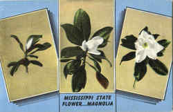 Mississippi State Flower Magnolia Flowers Postcard Postcard