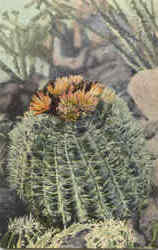 Barrel Cactus Postcard