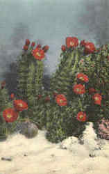 White Sands Cactus Postcard