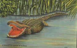 A Hungry Alligator In Florida Postcard