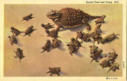 Horned Toad And Young Postcard Postcard