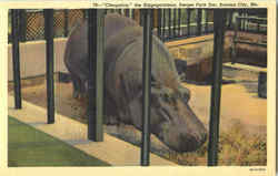 Cleopatra The Hippopotamus, Swope Park Zoo Kansas City, MO Postcard Postcard